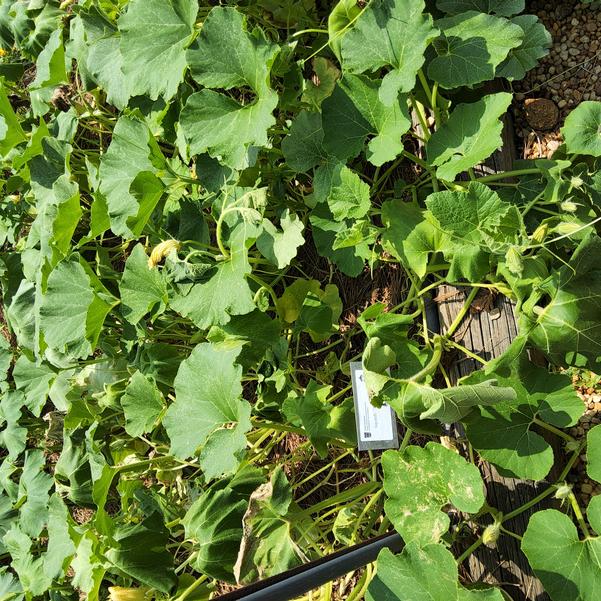 Squash 'Marron D'or' Image