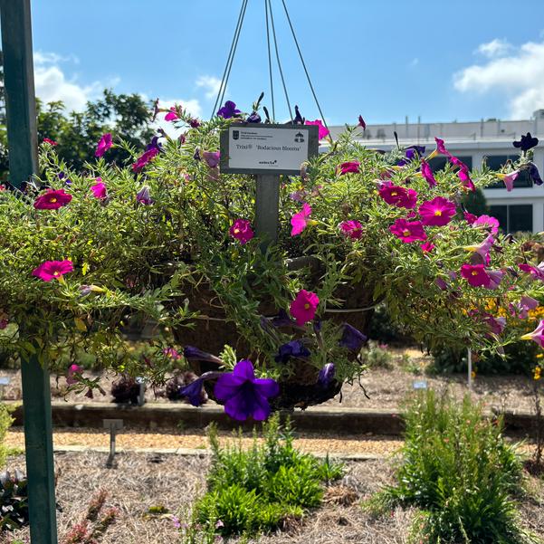 Trixi® 'Bodacious Blooms' Image