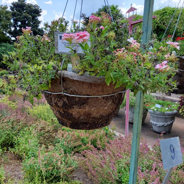 Verbena Vanessa Compact 'Bicolor Marshmallow' Image