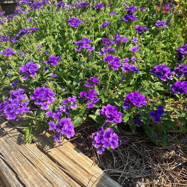 Verbena Tapien 'Blue-Violet Imp.' Image