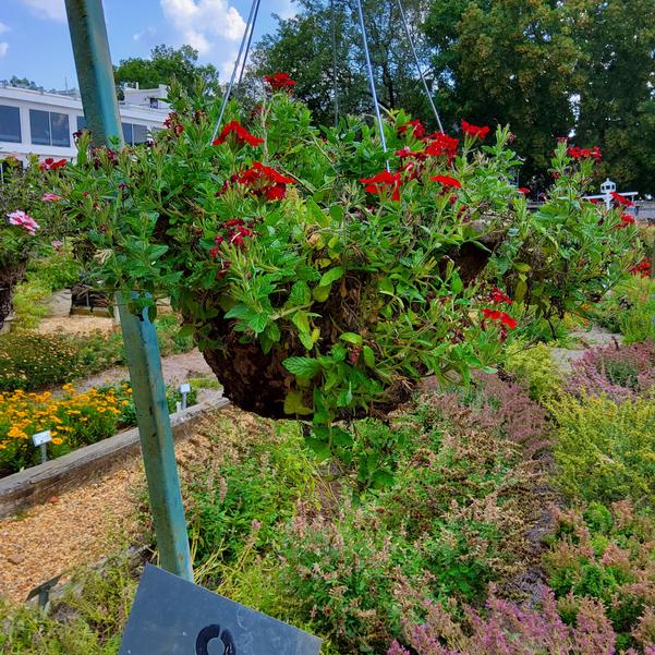 Verbena Vanessa Compact 'Hot Red' Image