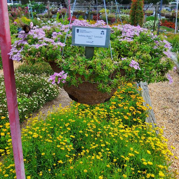 Verbena Beats™ 'Lavender Star' Image