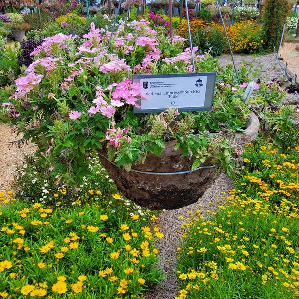 Verbena Empress® Sun Kiss 'Pink' Image
