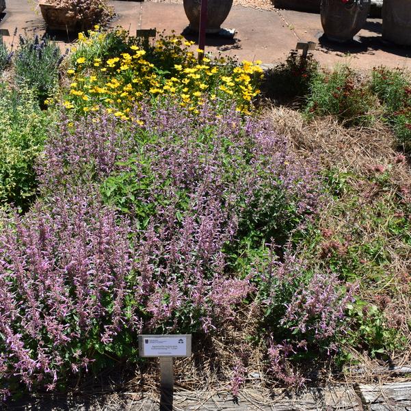 Agastache mexicana Summerlong™ 'Lilac' Image