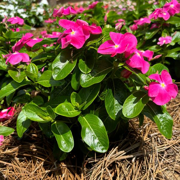 Vinca Pacifica XP 'Pink' Image