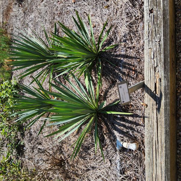 Yucca 'Dragon Slayer' Image