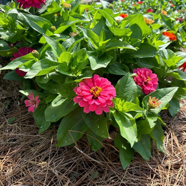 Zinnia Elegant™ 'Hot Mixture' Image