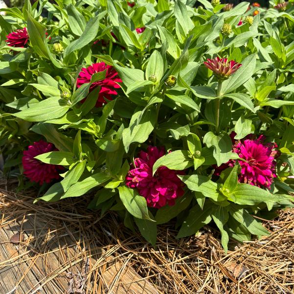 Zinnia marylandica Zydeco™ 'Cherry' Image