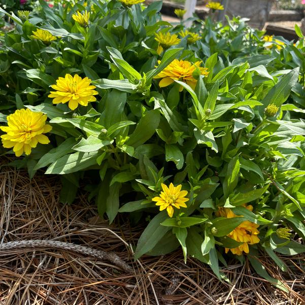 Zinnia marylandica Zydeco™ 'Deep Yellow' Image