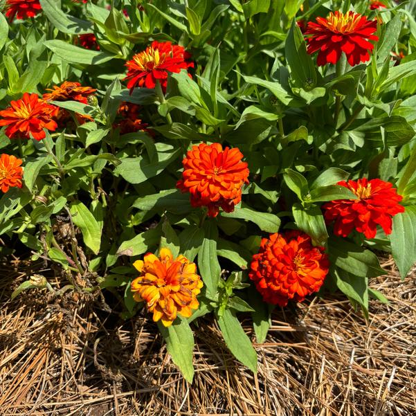 Zinnia marylandica Zydeco™ 'Fire' Image