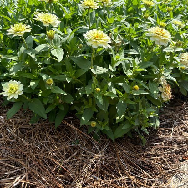 Zinnia marylandica Zydeco™ 'White' Image