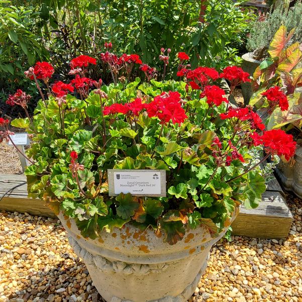 Zonal Geranium Moonlight™ 'Dark Red 26' Image