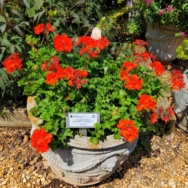 Zonal Geranium Moonlight™ 'Orange 26' Image