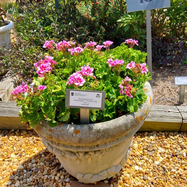Zonal Geranium Moonlight™ 'Purple+Big Eye' Image