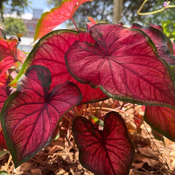 Caladium 'Red Glamour' Image