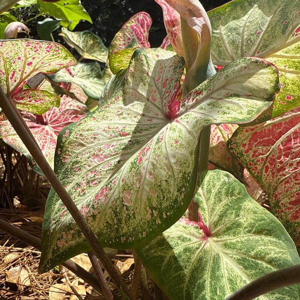 Caladium 'Peppermint' Image