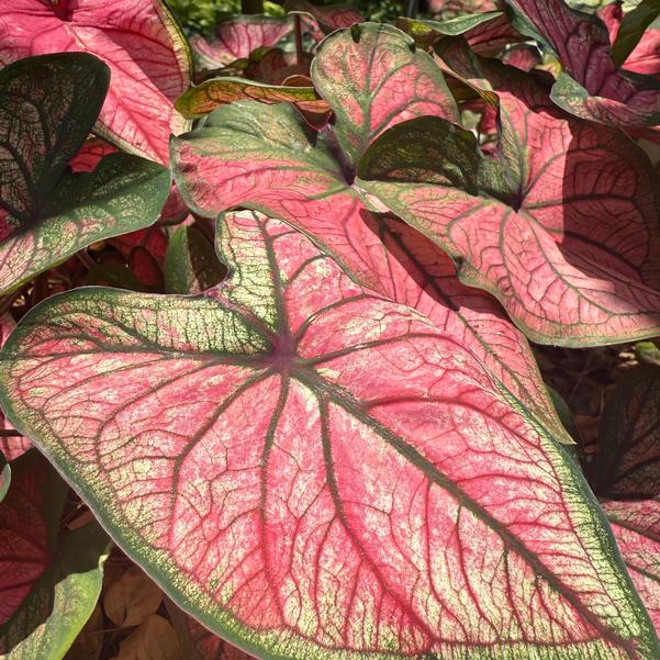 Caladium 'Puppy Love' Image
