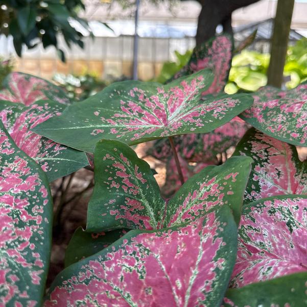 Caladium 'Ballet Slippers' Image