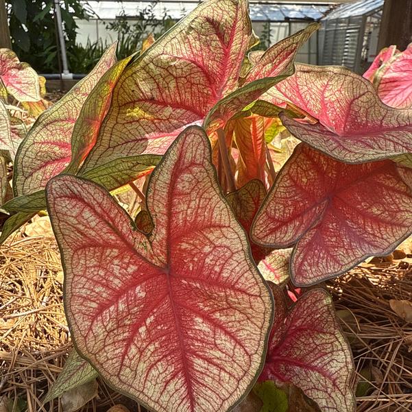 Caladium 'Southern Charm' Image