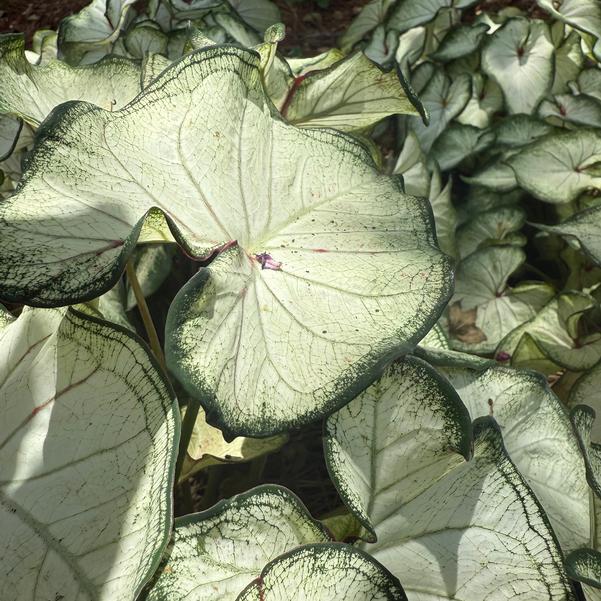 Caladium 'High Society' Image