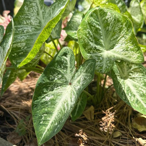 Caladium 'White Cap' Image