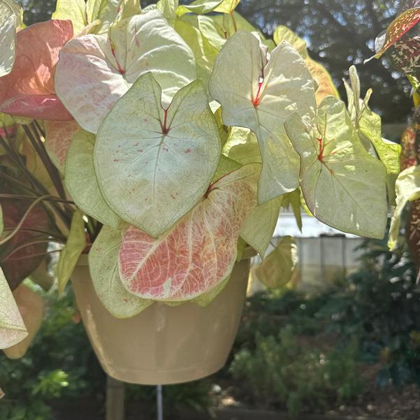 Caladium 'Pink Lemonade' Image
