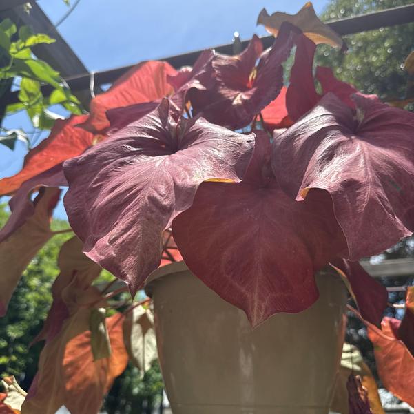 Caladium 'Sedona Skies' Image