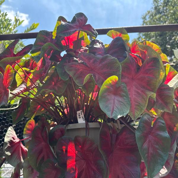 Caladium 'Too Hot' Image