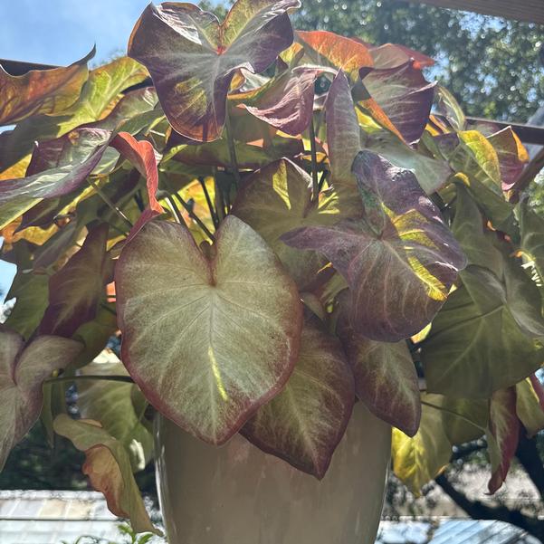 Caladium 'Crème Brulee' Image