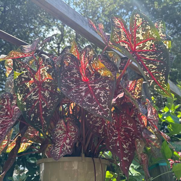Caladium 'Escape Artist' Image