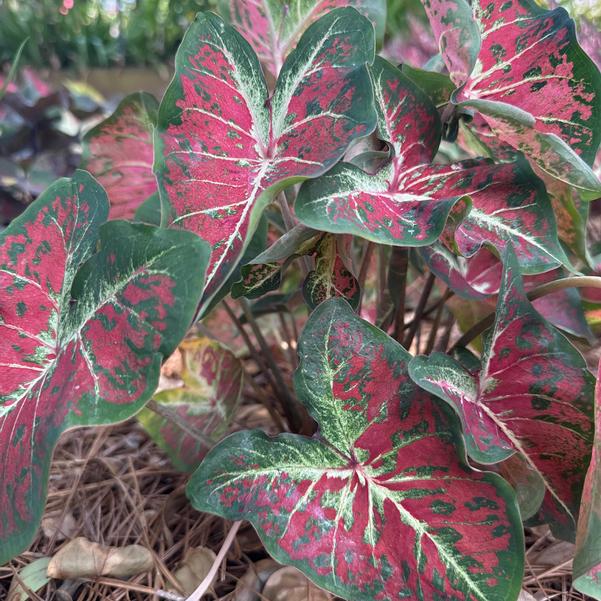 Caladium 'New Dawn' Image