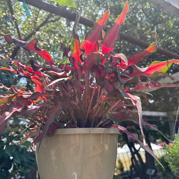 Caladium 'Sheer Magic' Image