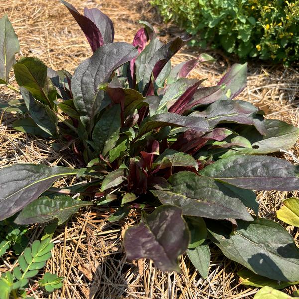 Penstemon 'Pinot Noir' Image