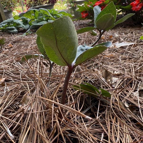 Helleborus Frostkiss 'Cherisa' Image