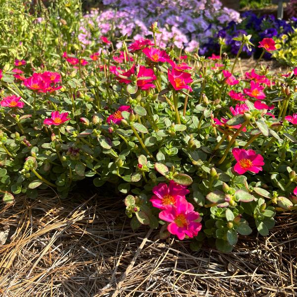 Portulaca Pazzaz Nano 'Fuchsia' Image