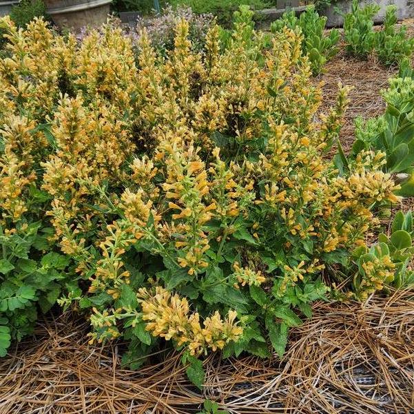 Agastache 'Peach Pearl' Image