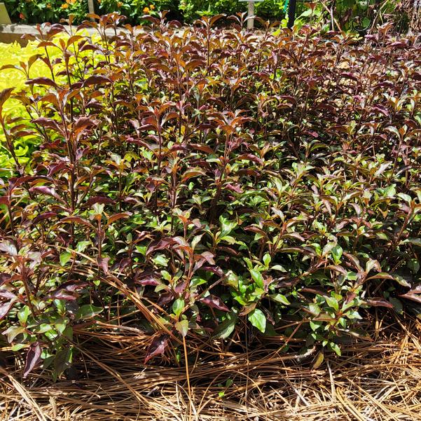 Alternanthera Red Carpet Image