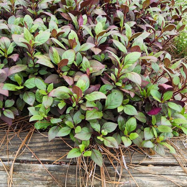 Alternanthera Little Ruby Image