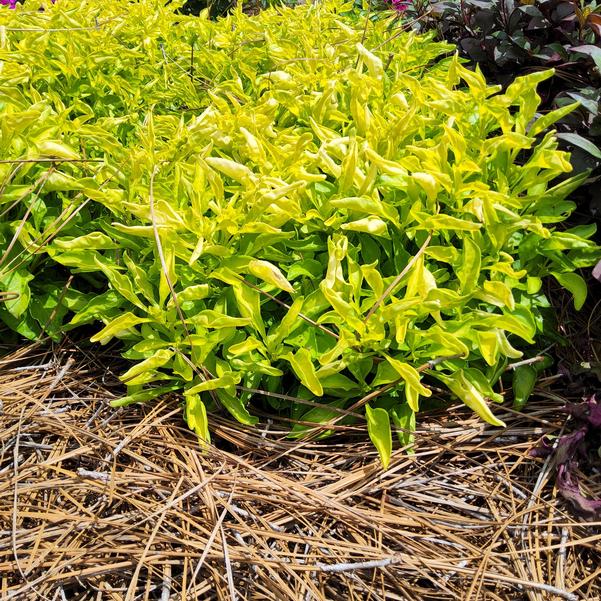 Alternanthera True Yellow Image