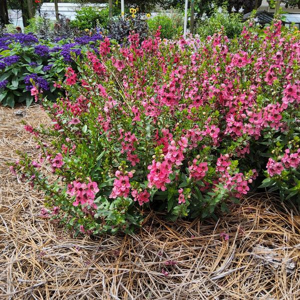 Angelonia Serenita® 'Cherry Red' Image