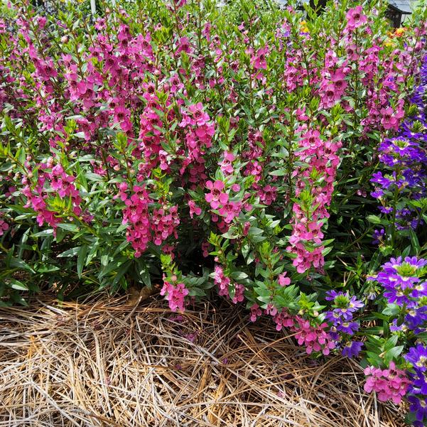 Angelonia Serena® 'Magenta' Image
