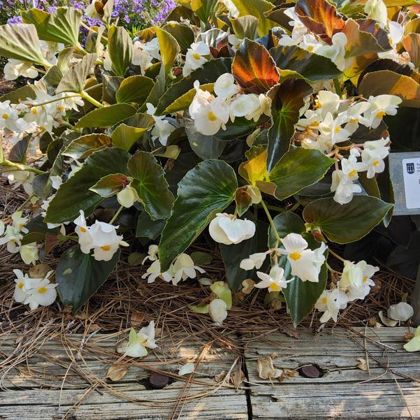 Begonia Dragon Wing® 'White Bronze Leaf' Image