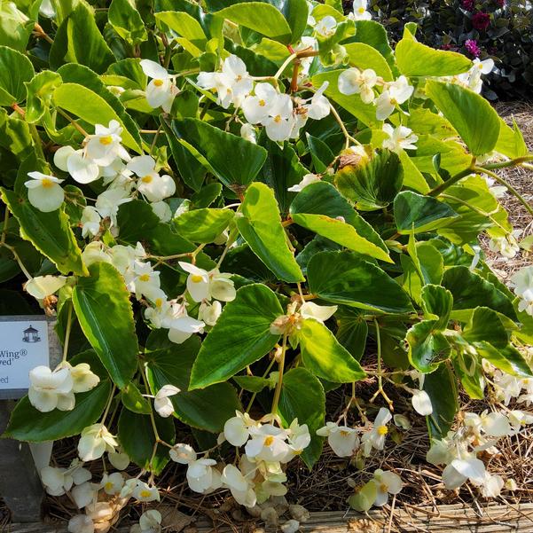 Begonia Dragon Wing® 'White Improved' Image
