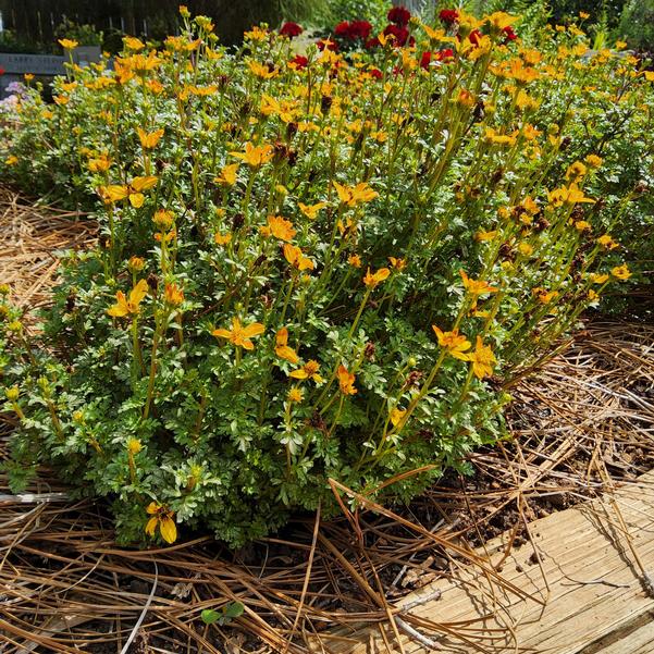 Bidens Beedance® 'Petites Orange' Image