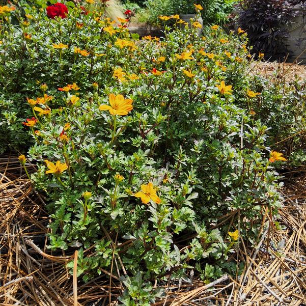 Bidens Beedance® 'Petites Red' Image