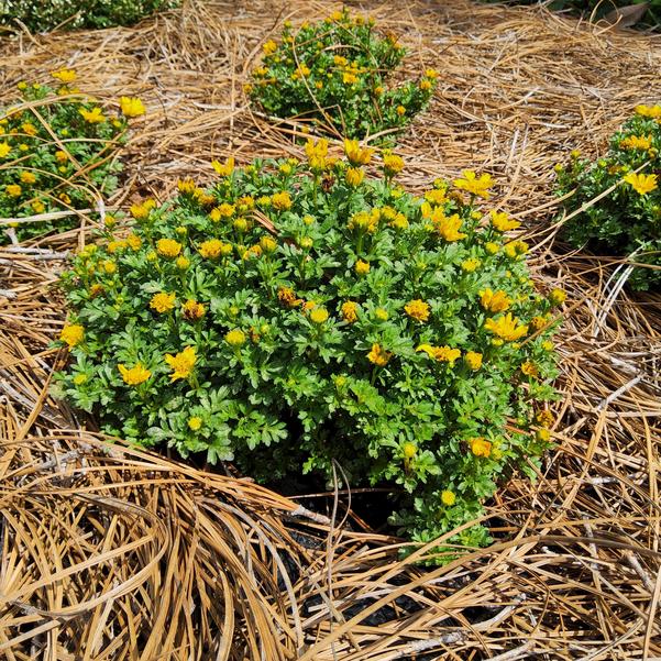 Bidens Beedance® 'Petites Yellow' Image