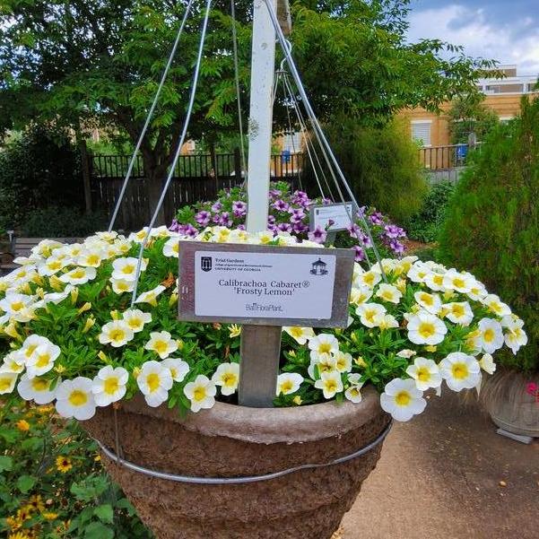 Calibrachoa Cabaret® 'Frosty Lemon' Image