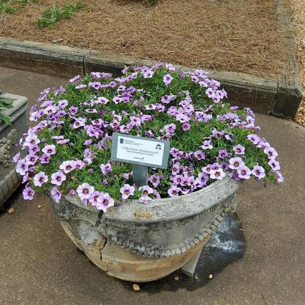 Calibrachoa MiniFamous® 'Neo Amethyst Flash' Image