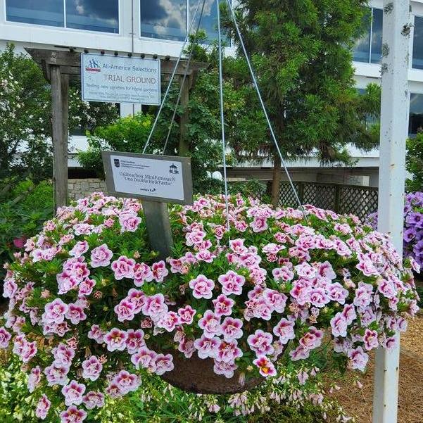 Calibrachoa MiniFamous® 'Uno Double PinkTastic' Image