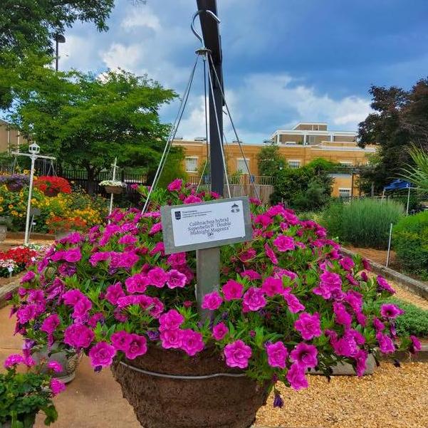 Calibrachoa hybrid Superbells® 'Double Midnight Magenta' Image
